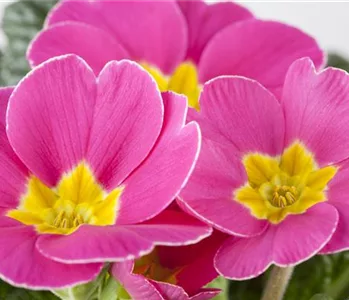 APRIL, APRIL – DER MACHT WAS ER WILL!