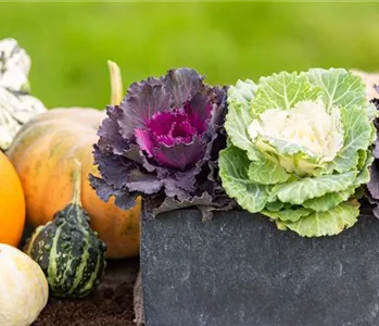 MUST-HAVES FÜR DEN HERBST!