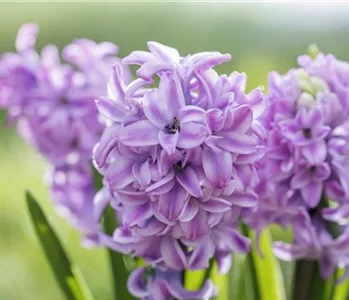 BUNTE FRÜHLINGSBLÜHER FÜR DRAUßEN 