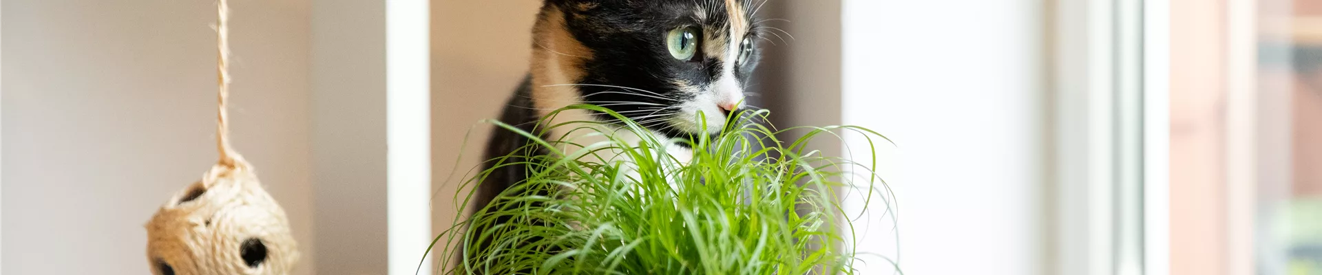 Katzengras