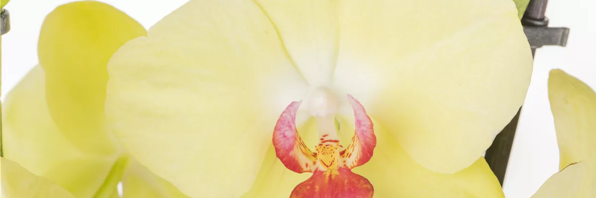 Phalaenopsis, gelb