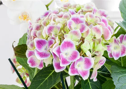 Zimmerhortensie