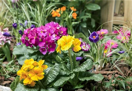 Beet- & Balkonpflanzen