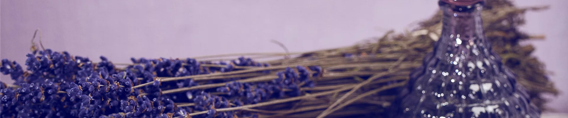 Lavandula angustifolia