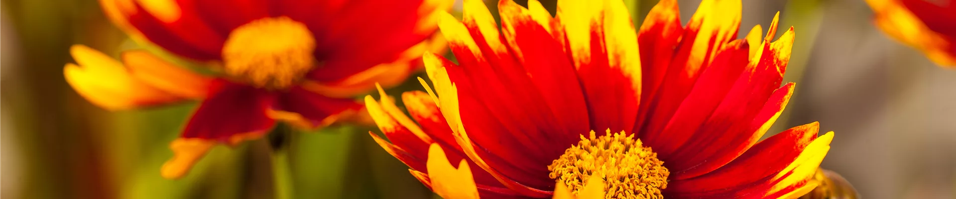 Gaillardia aristata