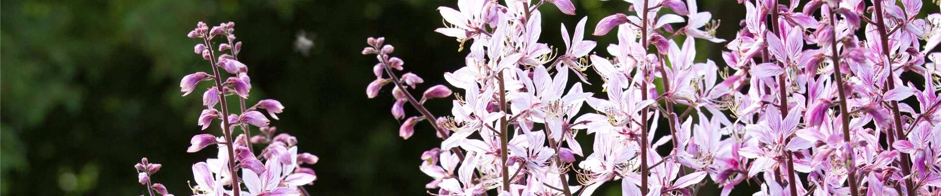 Gaura lindheimeri