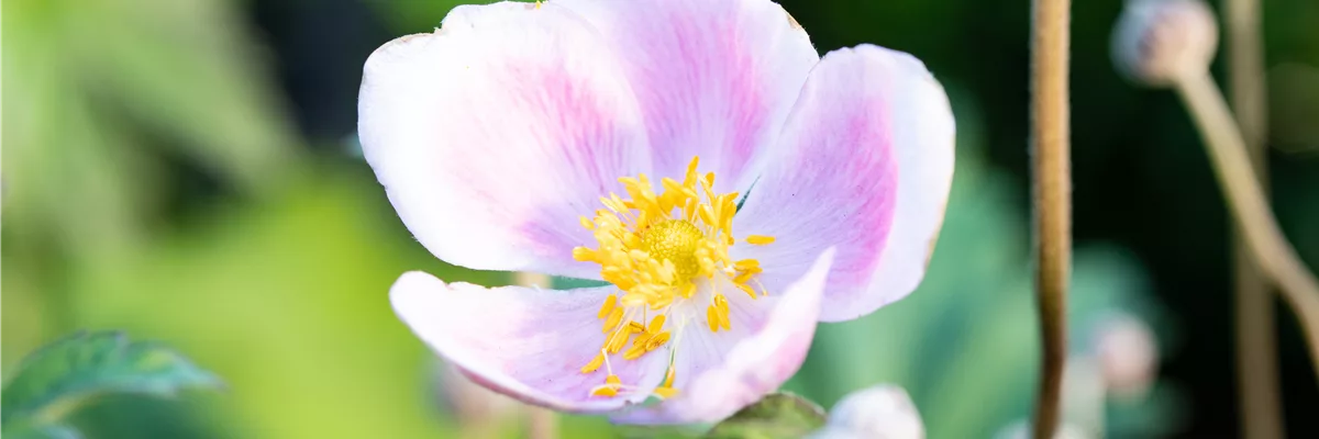 Anemone hupehensis 'September Charm'