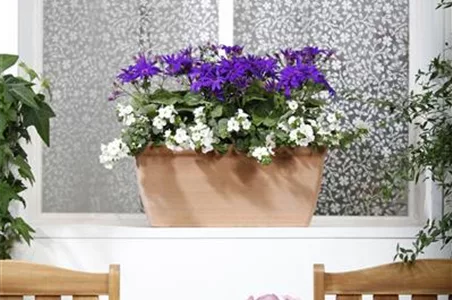 WINTERHARTE PFLANZEN FüR DEN BALKON