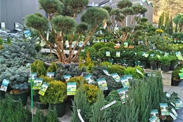 Baumschule Baumschule