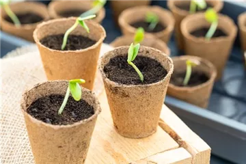 Aussaat & Anzucht Aussaat & Anzucht