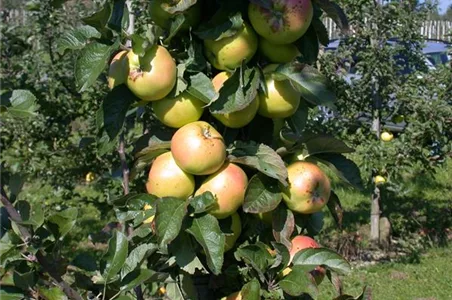 STREUOBSTWIESE - GESUNDHEIT ZUM SELBERPFLüCKEN