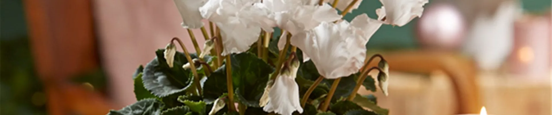 WIR KÖNNEN WEIHNACHTEN!