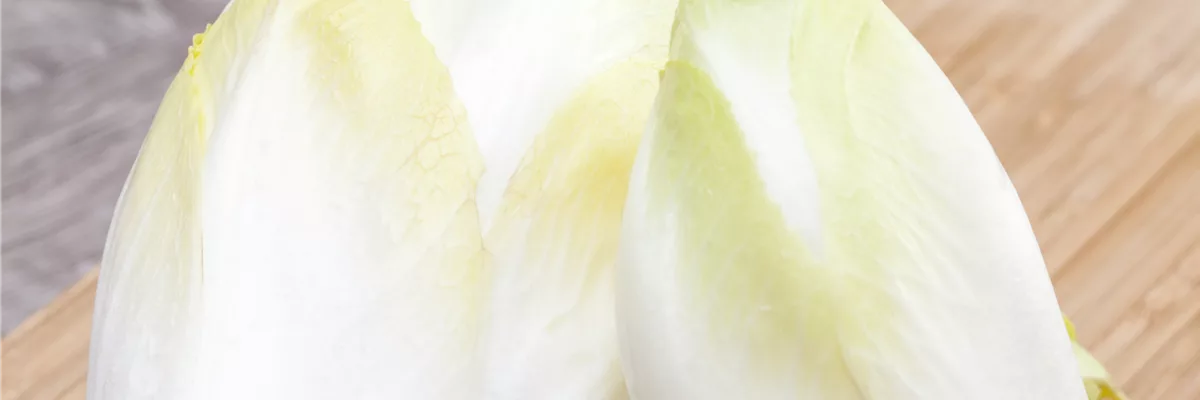 Cichorium intybus var. foliosum