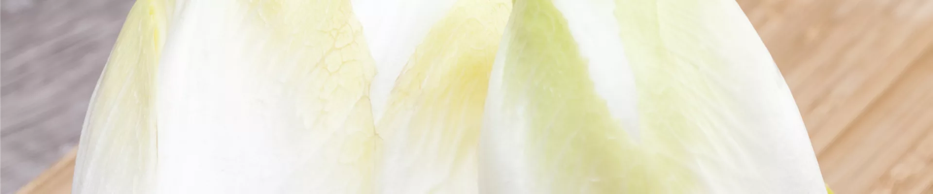 Cichorium intybus var. foliosum