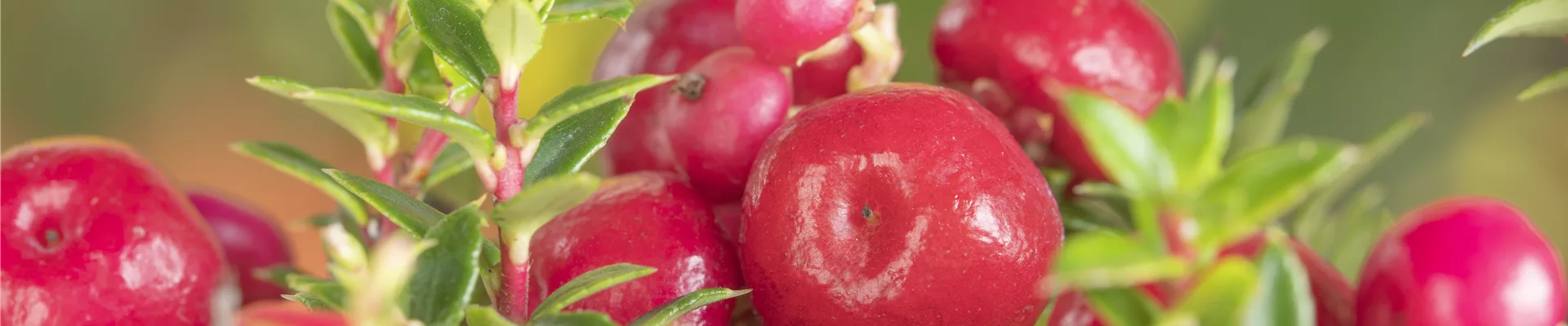 Gaultheria mucronata, rot