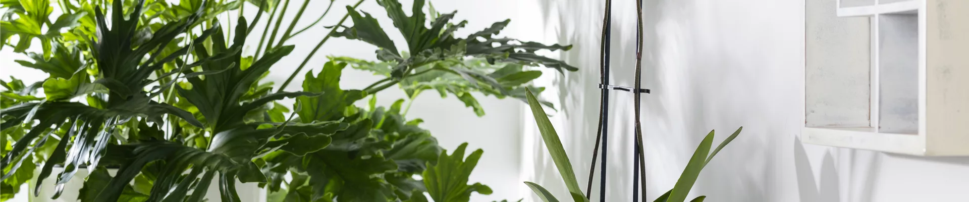 Phalaenopsis 'Konfetti Mix'