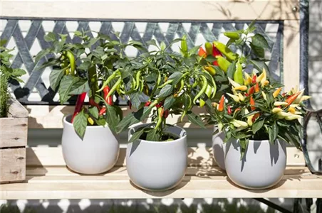EIN GANZER GARTEN AUF DEM BALKON