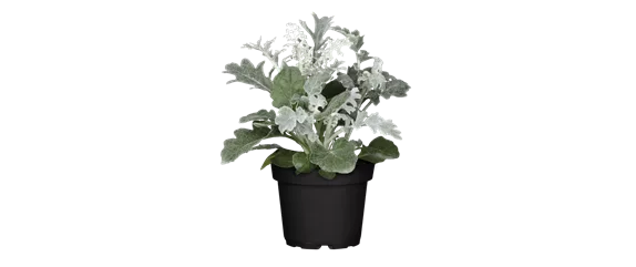 EIN KUNTERBUNTER HERBST! EIN KUNTERBUNTER HERBST!