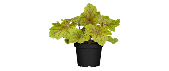 EIN KUNTERBUNTER HERBST! EIN KUNTERBUNTER HERBST!