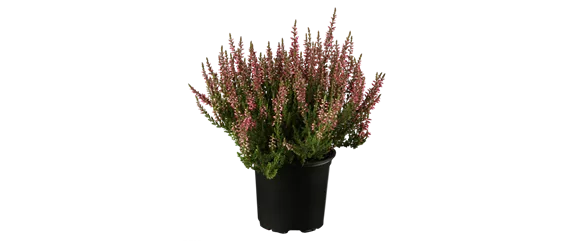 EIN KUNTERBUNTER HERBST! EIN KUNTERBUNTER HERBST!