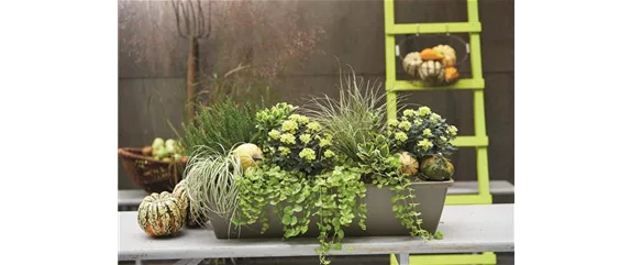 EIN KUNTERBUNTER HERBST! EIN KUNTERBUNTER HERBST!