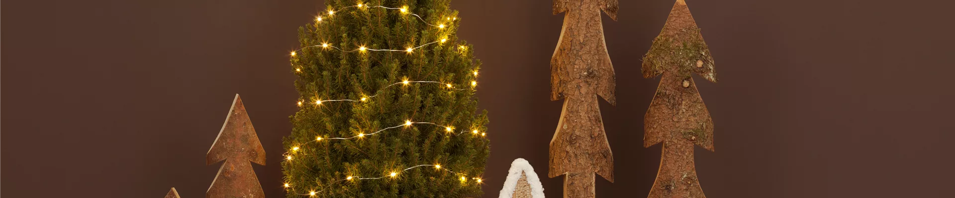 Picea glauca 'Conica'