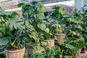 Zimmerpflanzen Zimmerpflanzen