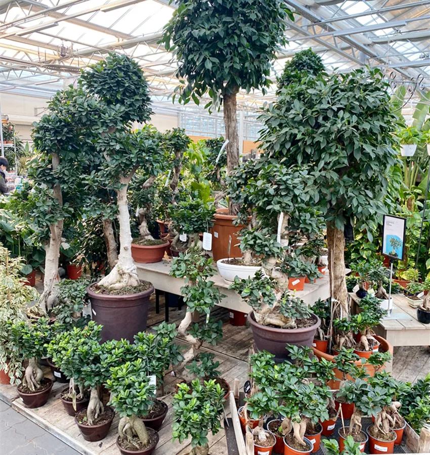 Zimmerpflanzen, Orchideen, Grnpflanzen bei Nideggen, Zlpich und Monschau