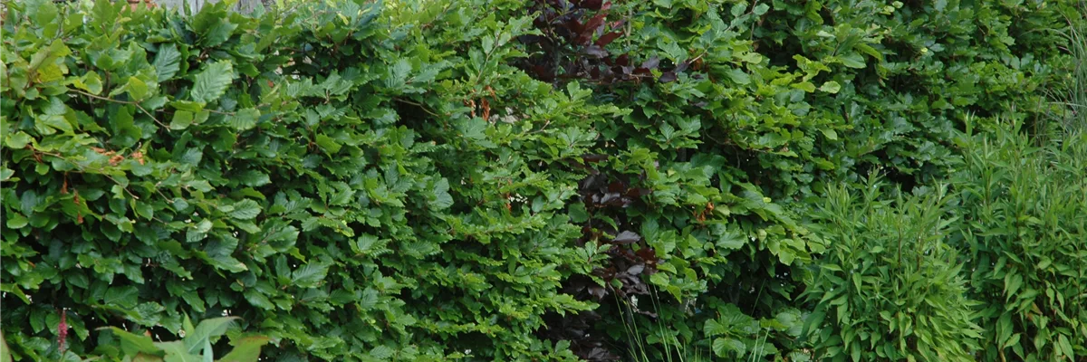 Hecke