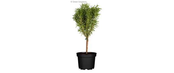 EIN GANZ BESONDERER DUFT LIEGT IN DER FRüHLINGSLUFT!