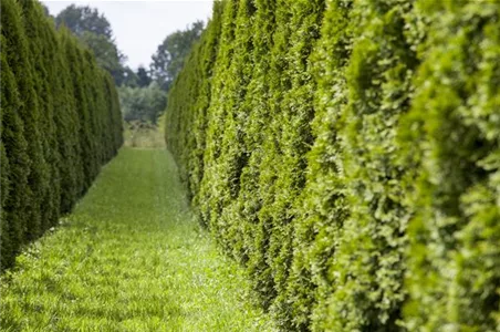 AUSGEHECKT! AUSGEHECKT!