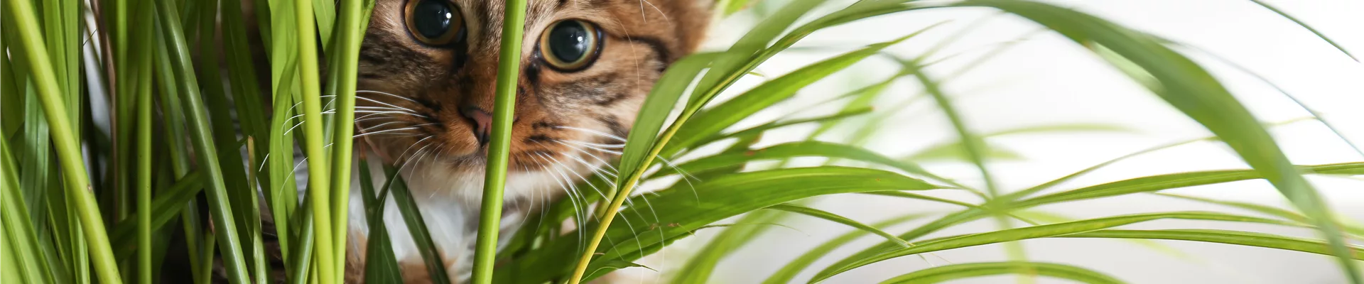 TIERFREUNDLICHE PFLANZEN FüR ALLE FELLNASEN!