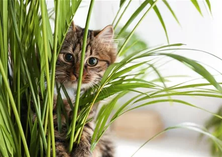 TIERFREUNDLICHE PFLANZEN FüR ALLE FELLNASEN!
